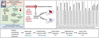 Development of a novel humanized mouse model to study bronchopulmonary dysplasia